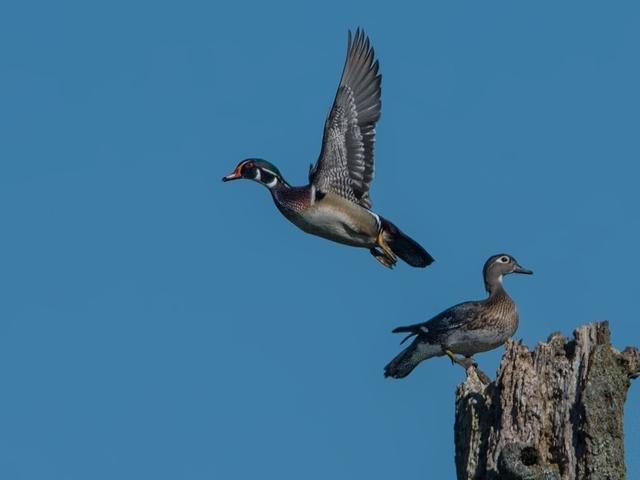 TakeOff-WoodDucks2013-05-04-BD-09-09-57-00- D71-Edit-Edit