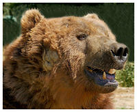 Bears