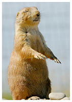 Prairie Dog