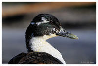 Mallard Hybrids