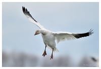 Snow Geese