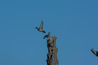 Wood Duck