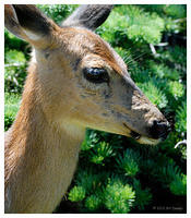 Columbia Black Tailed