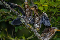 Baby Green Heron