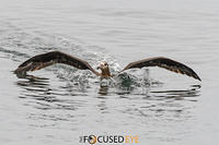 Black footed Albatross