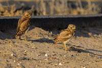 Burrowing Owl and Beetle