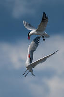 Caspian Terns