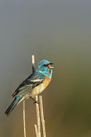 Lazuli Bunting