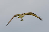 Osprey