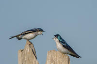 Tree Swallow